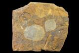 Two Paleocene Fossil Leaves (Cocculus) - North Dakota #145306-1
